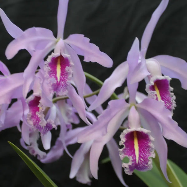 http://www.waldor.com/cdn/shop/products/c-maxima-wild-girl-amaos-x-elegance-species-cattleya-2-pot-992_grande.webp?v=1682107154