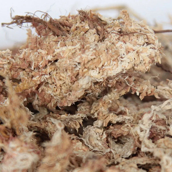 Natural Dried Sphagnum Moss for Orchids, Carnivores and Miniature