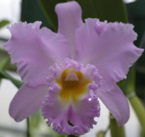 Bc. Pink Debutante `1st Love' HCC/AOS 5" Pot Classic Cattleya Orchid