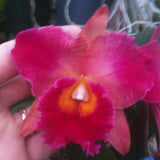 Pot. (Hisako Akatsuka x Harriet Brickell) Cattleya Orchid 2.5" Pot