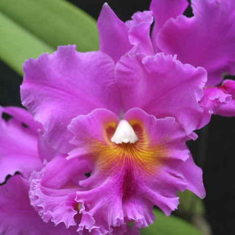 Blc. (Mem. Crispin Rosales `Pine Knot' AM/AOS x Stan Hutto `Redland Secret') 4" Pot