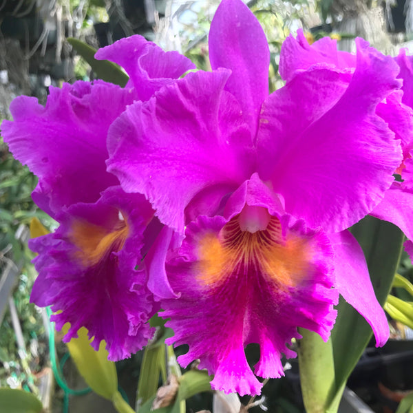 Blc. Mem. Crispin Rosales (Remake) (Bonanza x Norman's Bay) 2.5