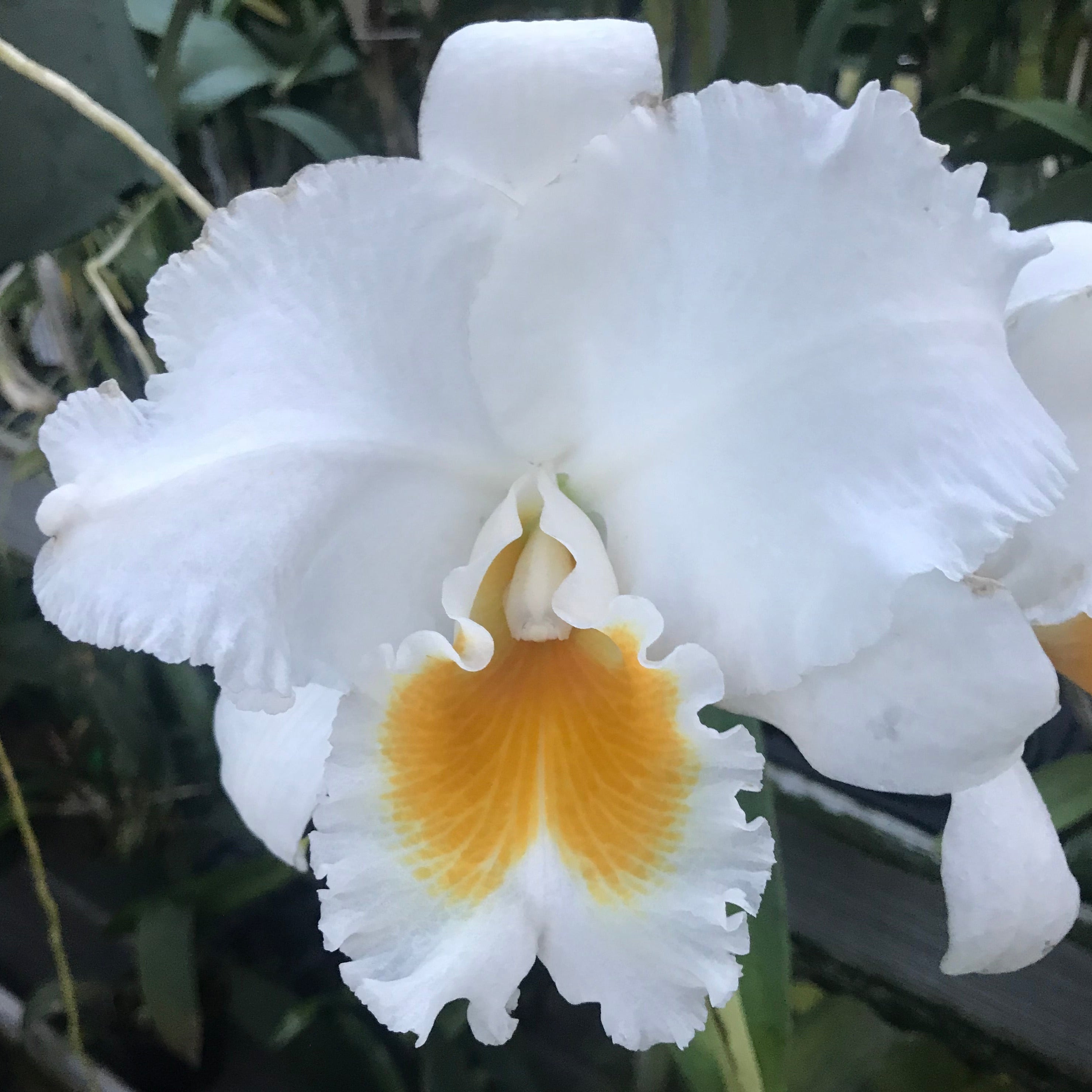 Cattleya Orchid Top – Tyler McGillivary