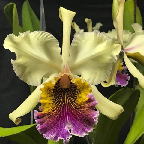 C. Triumphans (rex #17 x dowiana aurea) Cattleya Orchid 4" Pot