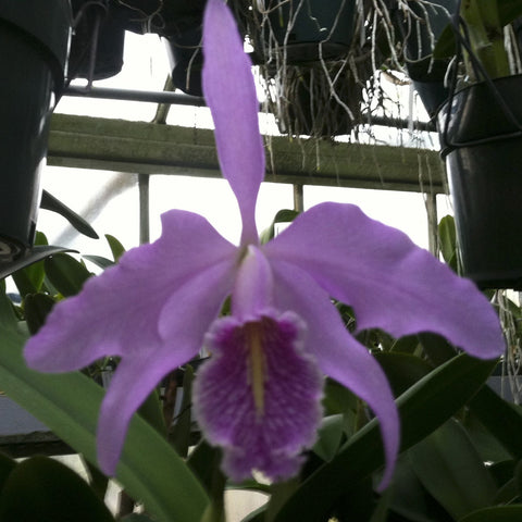 C. maxima ('Wild Girl' AM/AOS x 'Elegance' AM/AOS) Especie Cattleya Maceta de 2"