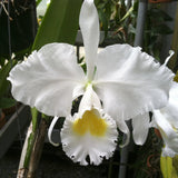 C. trianaei alba (`Joe' x `Aranka Germaske' FCC/AOS) (species) Cattleya Orchid 2.5" Pot