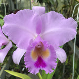 C. Princess (lueddemanniana concolor x trianaei `Full Moon' AM Cattleya Orchid 4" Pot