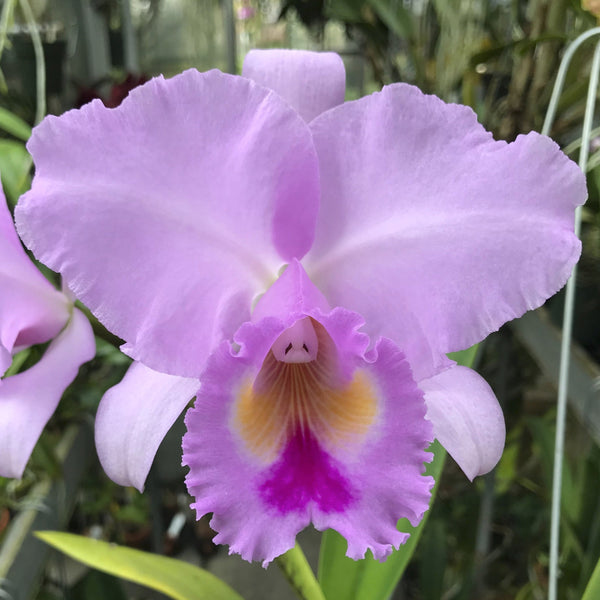 C. Princess (lueddemanniana concolor x trianaei `Full Moon' AM Cattley