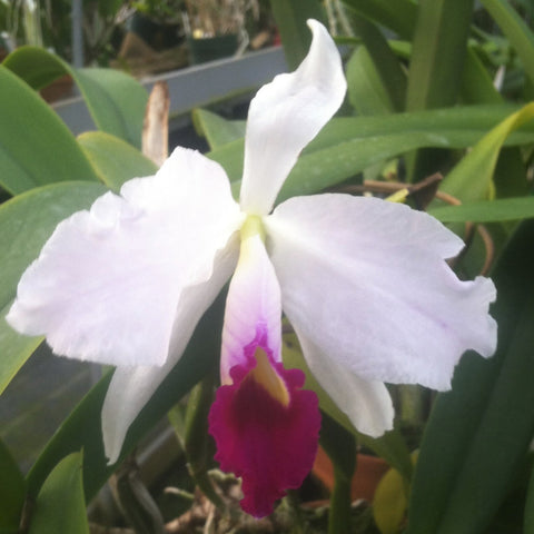 C. Princess (trianaei s/a `Kathleen' x lueddemanniana s/a `Izzy') Cattleya Orchid 4" Pot