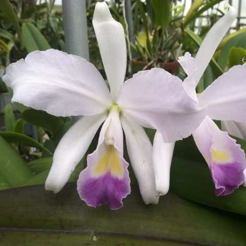 C. trianaei coerulea (`Kathleen' AM/AOS x `Billy Bob') (especie) Maceta de 2,5"