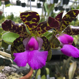 C. aclandiae (`Grace' HCC x `Holy Mackerel' AM) Species Cattleya Orchid Plant 2.25" Pot