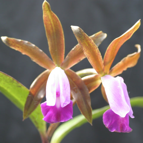 C. dormaniana x sib. 2" Pot Cattleya Orchid Species