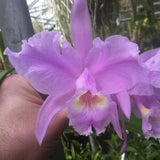 C. Princess (lueddemanniana concolor x trianaei `Full Moon' AM Cattleya Orchid 4" Pot