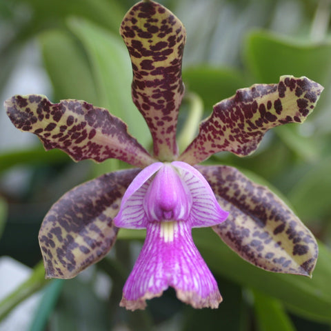 C. Peckhaviensis  (schilleriana x aclandiae) 2.5" Pot