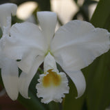 C. trianaei alba (`Joe' x `Aranka Germaske' FCC/AOS) (species) Cattleya Orchid 2.5" Pot