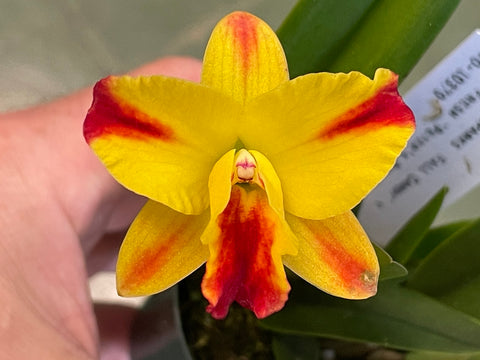 negro (Carolina Golden D'Or `Lenette #2' AM x Dan O'Neil `Jubilee' HCC) Bote de 4"