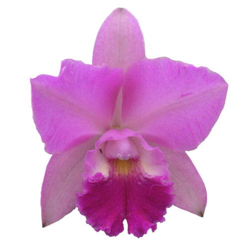 Ctna. Beverly's Blush `Pretty in Pink' Cattleya Orchid 4" Pot