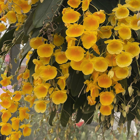 Den. Ueang Phueng Species Mounted Dendrobium