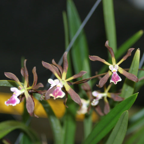Epi. bipapularis Epidendrum Species 2.5" Pot