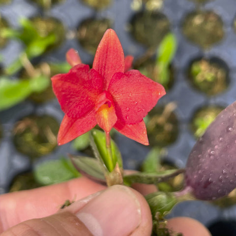 Sl. Bright Spark `Precocious 1' JC,AM/AOS (Tiny Rubies x S. cernua) 2" Pot