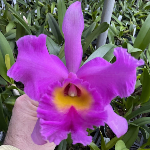 Blc. Delfina Maricao (Mahina Yahiro x Bryce Canyon `Splendiferous' AM) Seedling 5" Pot