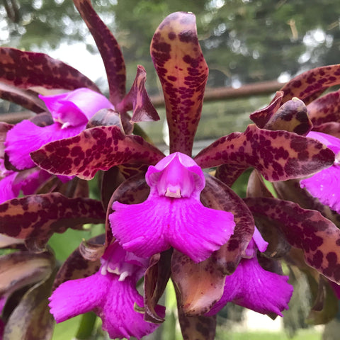 C. Tai Rose (`Leonard's Progeny' x Mareeba Tiger `Darth Sidious' AM) Cattleya Orchid 2.5" Pot