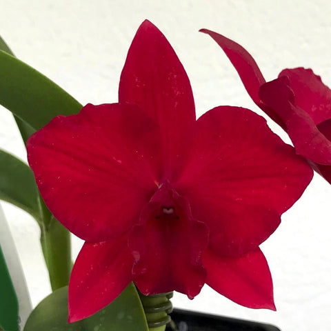 大写字母。 （Carolina Golden D'Or `Lenette #2' AM x Dan O'Neil `Jubilee' HCC）4" 锅