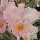 C. schroederae (`Amabilae' x `Aquazulos') Cattleya Species 2.5" Pot