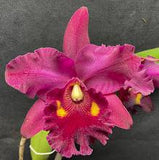 大写字母。记忆。 Richard Nakanishi (Sunstate Outback x Toshie Aoki `Pizazz' AM/AOS) 幼苗 4" 花盆