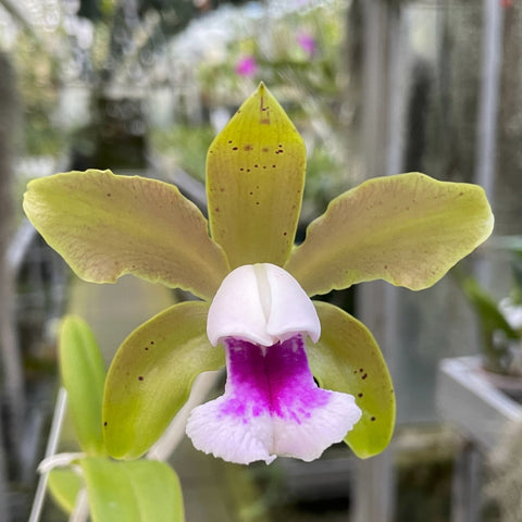 C. tenuis (x sib. `Orchid Eros' HCC/AOS) 物种 2" 盆栽