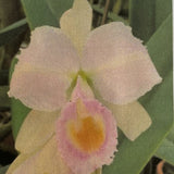 C. schroederae (`Amabilae' x `Fascination') Cattleya Species 2.5" Pot