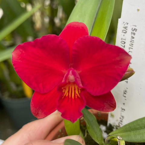 Slc. (Seagull's Apricot `Majestic' x Sl. Mini Pet) Cattleya Orchid 2.5" Pot