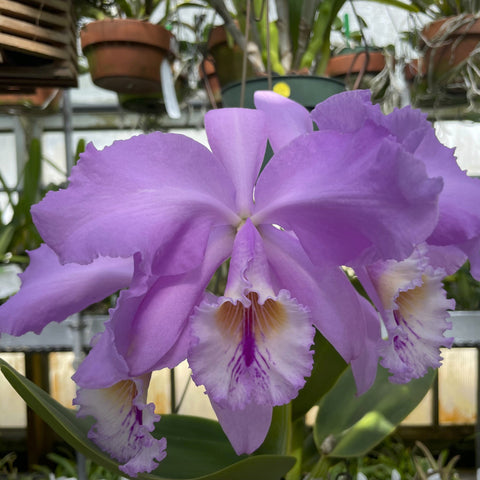 C. warneri 变种。 alba (`Claire' HCC/AOS x `Canaima's Exquisite') 4" 锅