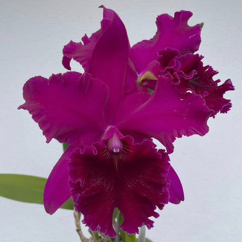 Blc. Mem. Gen. Judy Plunkett (King of Taiwan x Lawless Waikure `The Ultimate' AM/AOS) 6" Pot