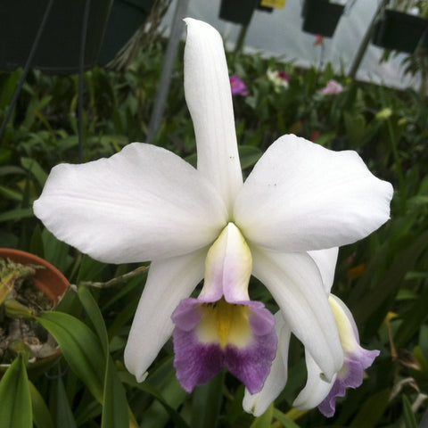 L. anceps veitchiana (`Fort Caroline' HCC,AM/AOS x self) 2.5" Pot