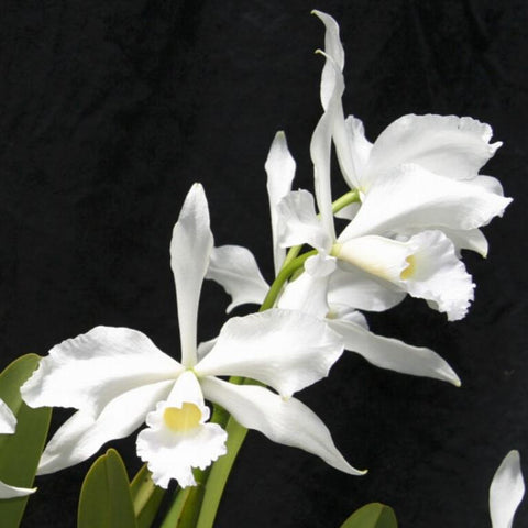 L. purpurata alba Orchid Species 3" Pot