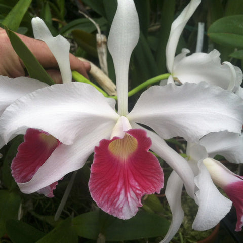 Lc. Canaima's First (L. purpurata carnea x violacea carnea) 2" Pot