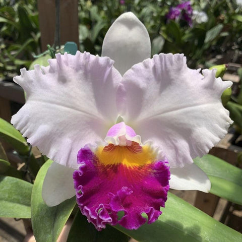 Lc. Leo Holguin (`Spring Silk' x self) (Fair Catherine x Casitas Spring) Cattleya Orchid 2.5" Pot