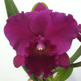 negro (Carolina Golden D'Or `Lenette #2' AM x Dan O'Neil `Jubilee' HCC) Bote de 4"