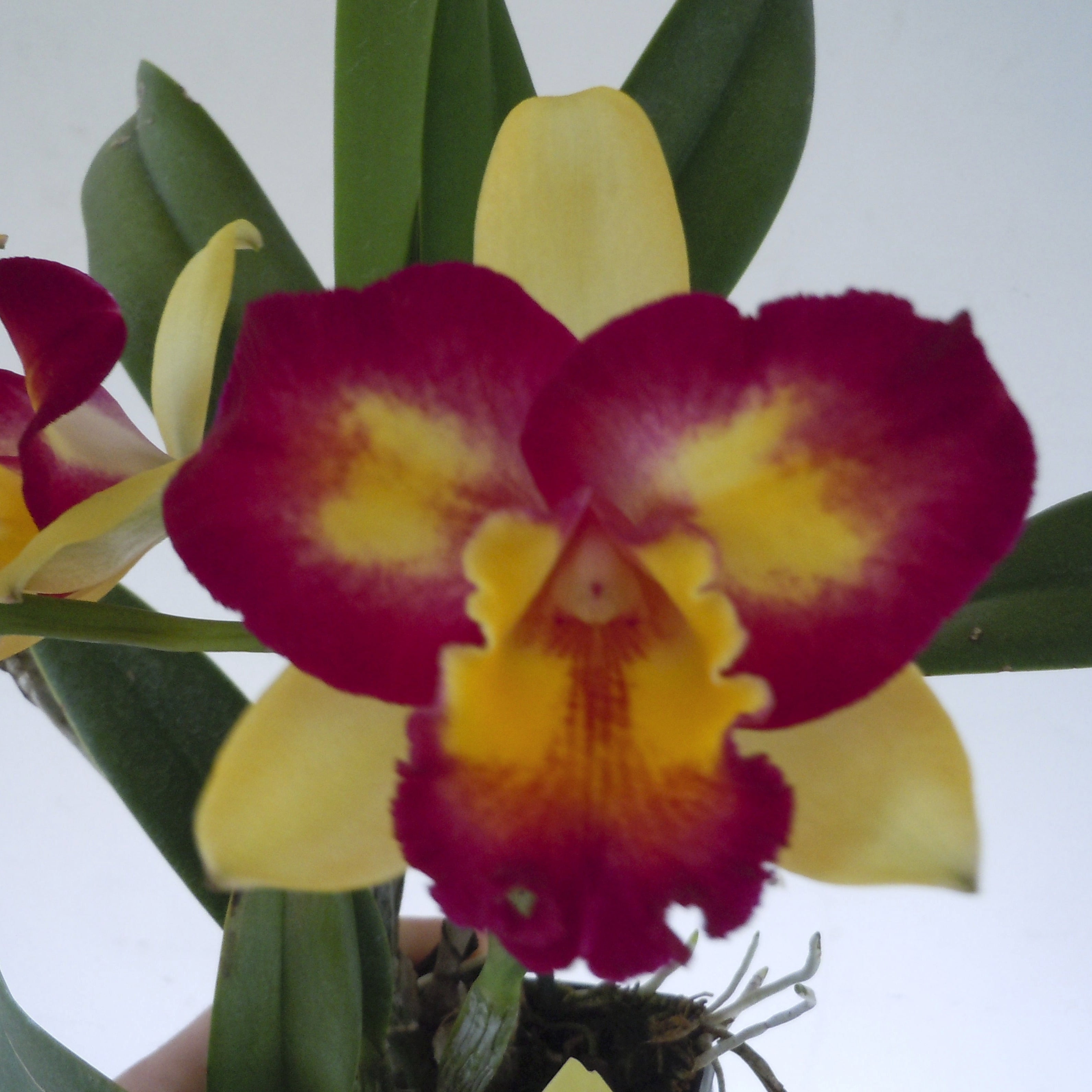 Cattleya Orchid