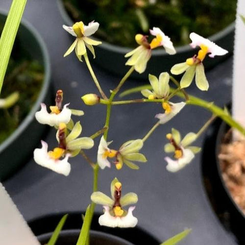 Mediocalcar decoratum `Party Time' AM/AOS Species Maceta de 2.5"