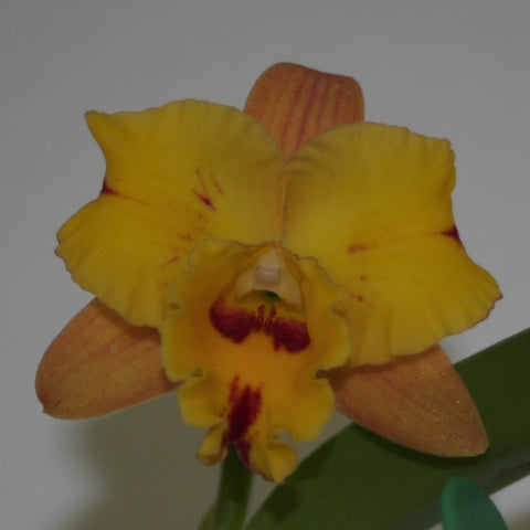 negro (Carolina Golden D'Or `Lenette #2' AM x Dan O'Neil `Jubilee' HCC) Bote de 4"