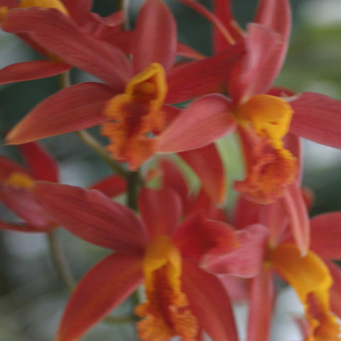 Lc. Koolau Seagulls `Volcano Queen' AM/AOS Cattleya Orchid 4" Pot