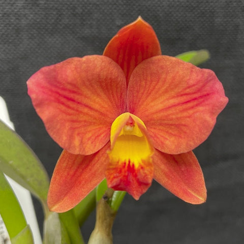 Slc. (Virginia Dickey `Diamond Orchids' AM x Seagull's Apricot `Diamond Orchids') Cattleya Orchid 2.5" Pot (Copy)