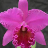 Blc. Norman's Bay `Low' AM, FCC/AOS 5" Pot.