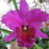 Blc. Norman's Bay `Low' AM, FCC/AOS 5" Pot.