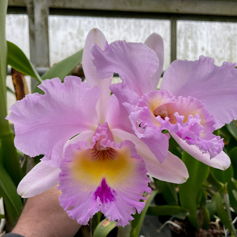 Bc. Pink Powder Puff (C. Nancy Off `Linwood' AM/AOS x Mount Hood `Mary' AM)