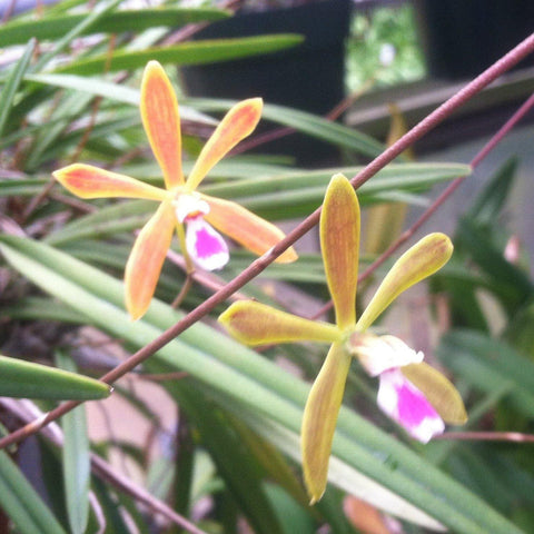 Encyclia tampensis Species 2.5 " Pot.