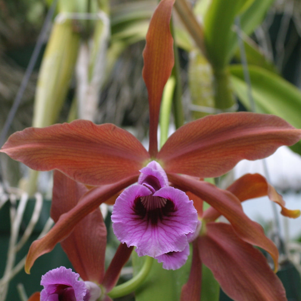 L. tenebrosa (`Big Mouth' x `Rainforest' FCC/AOS) Cattleya Species 3.5