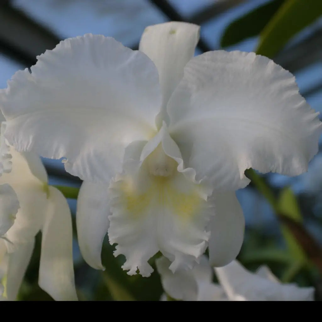 c-alice-b-dupont-waldor-hccaos-5-pot-cattleya-120.webp?v=1682106891